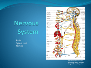 Nervous System power point
