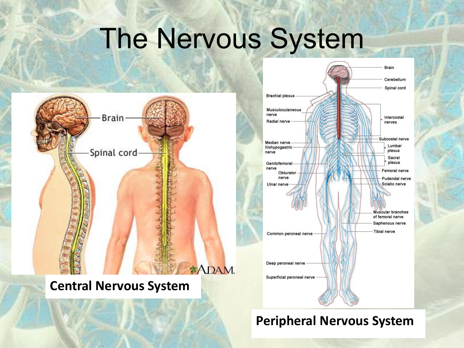 Нервная система латынь. Нервная система. Нервная система человека. Строение нервной системы человека. Центральная нервная система человека.
