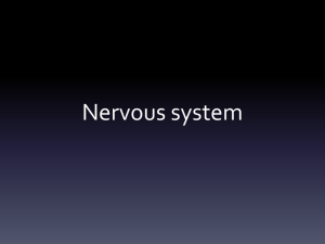 Nervous System SCIENCE