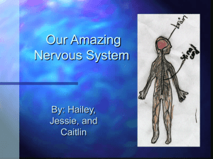 PowerPoint Presentation - Our Amazing Nervous System