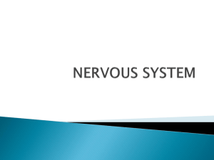 12_ nervous system i..