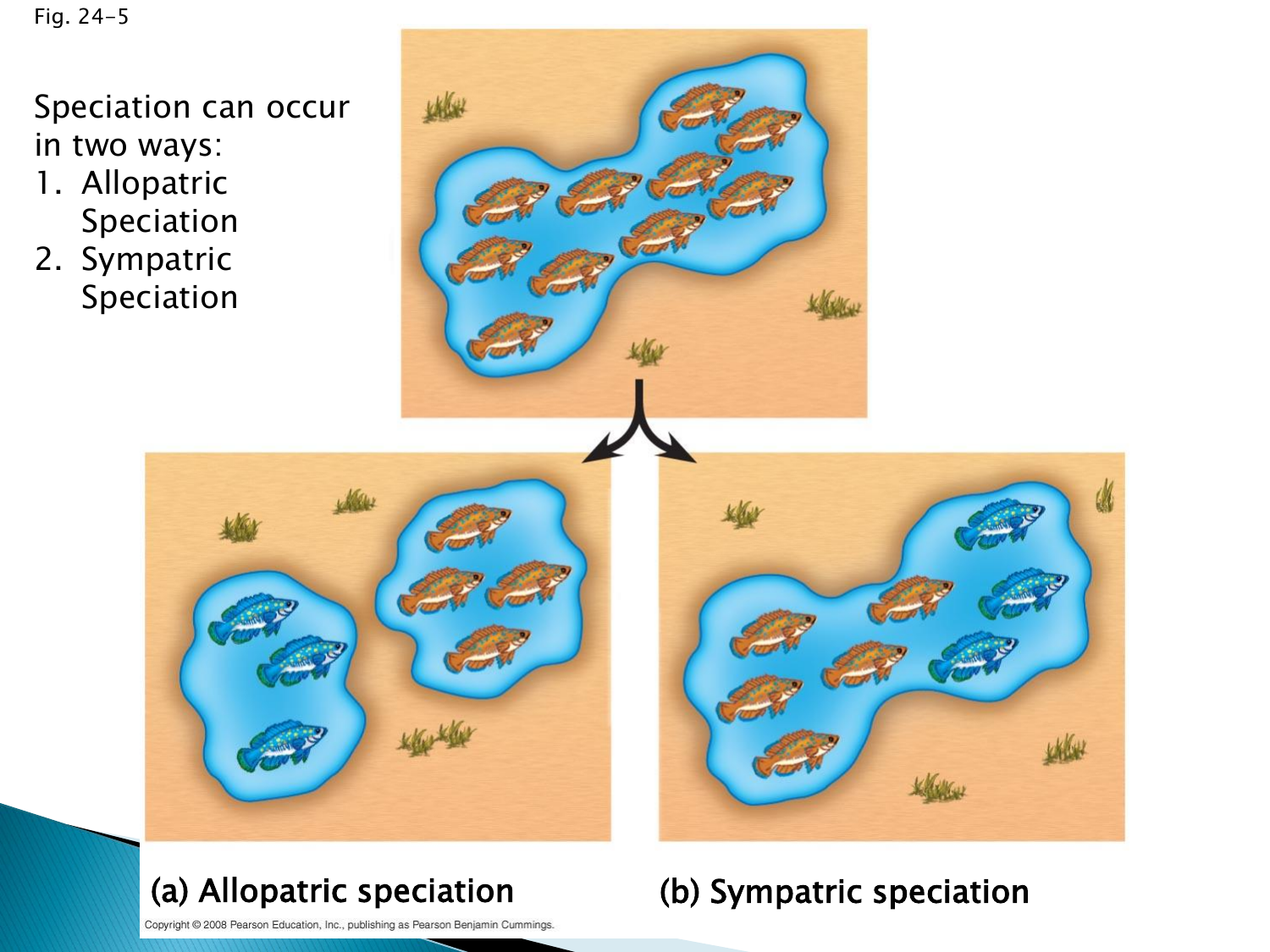 a-allopatric-speciation