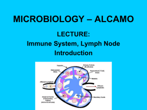 Immune System, Lymph Node