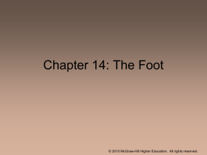 Chapter 18: The Foot