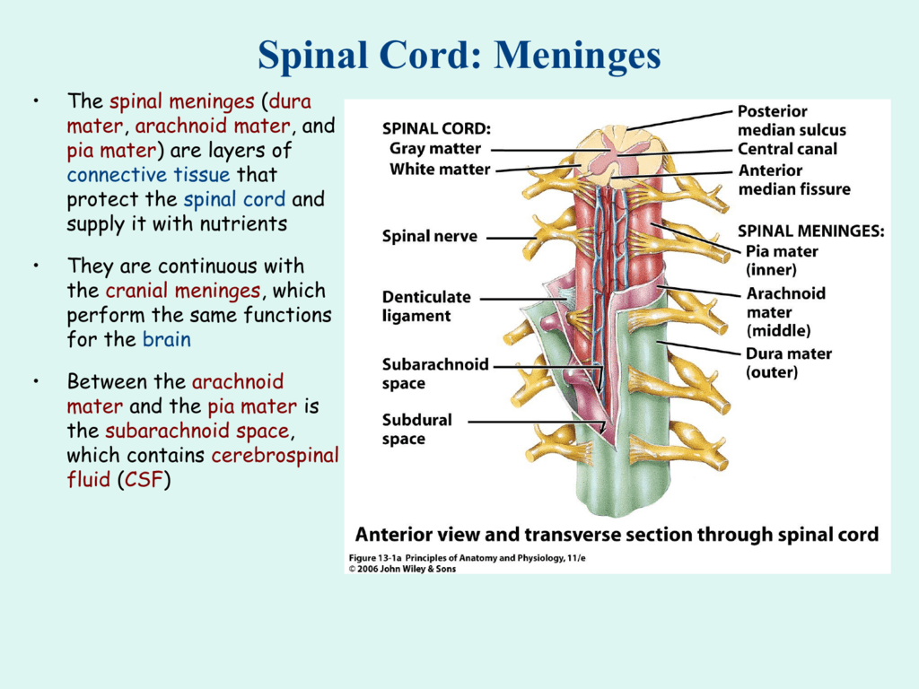 Meninges Of Spinal Cord Anatomy