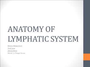 anatomy of lymphatic system