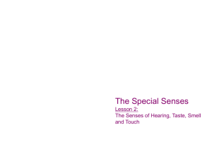 The_senses_of_hearing_taste_and_smell_311