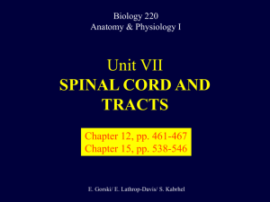 Unit IV: Electrophysiology Continued