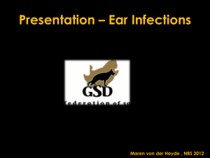 Ear Infections - Weidenstrasse German shepherd Zwinger
