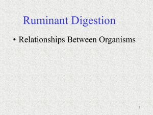 Ruminant Digestion