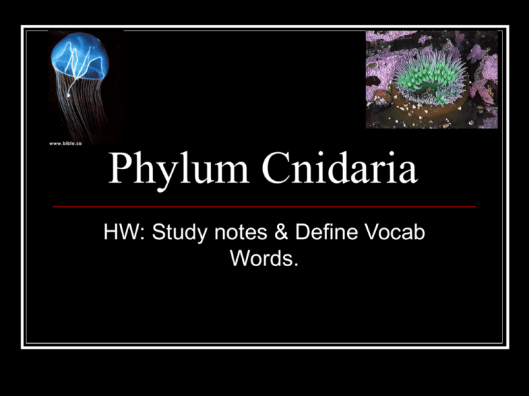 phylum cnidaria homework and study guide answers