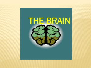 the brain - TaupiriPrimary