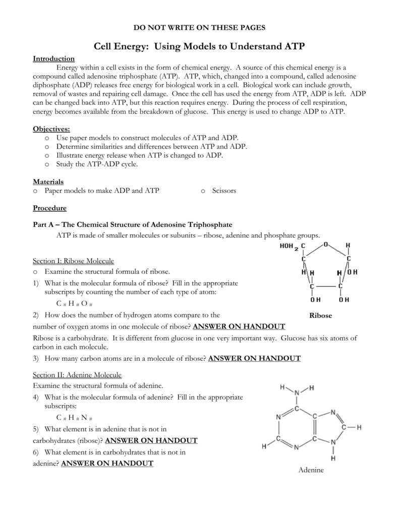 Atp Worksheet Answer Key