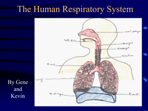 PowerPoint Presentation - The Human Respiratory System!!!