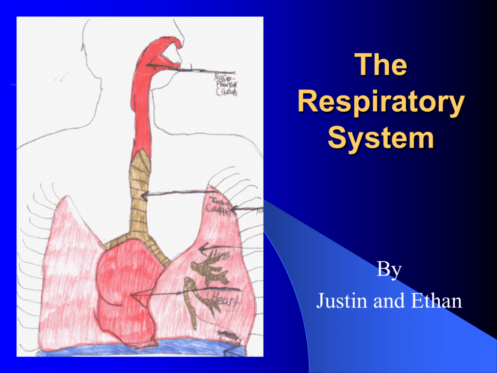 ppt presentation of respiratory system