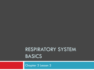 Respiratory System Basics - Garnet Valley School District