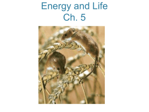 Ch. 5 Energy and Life