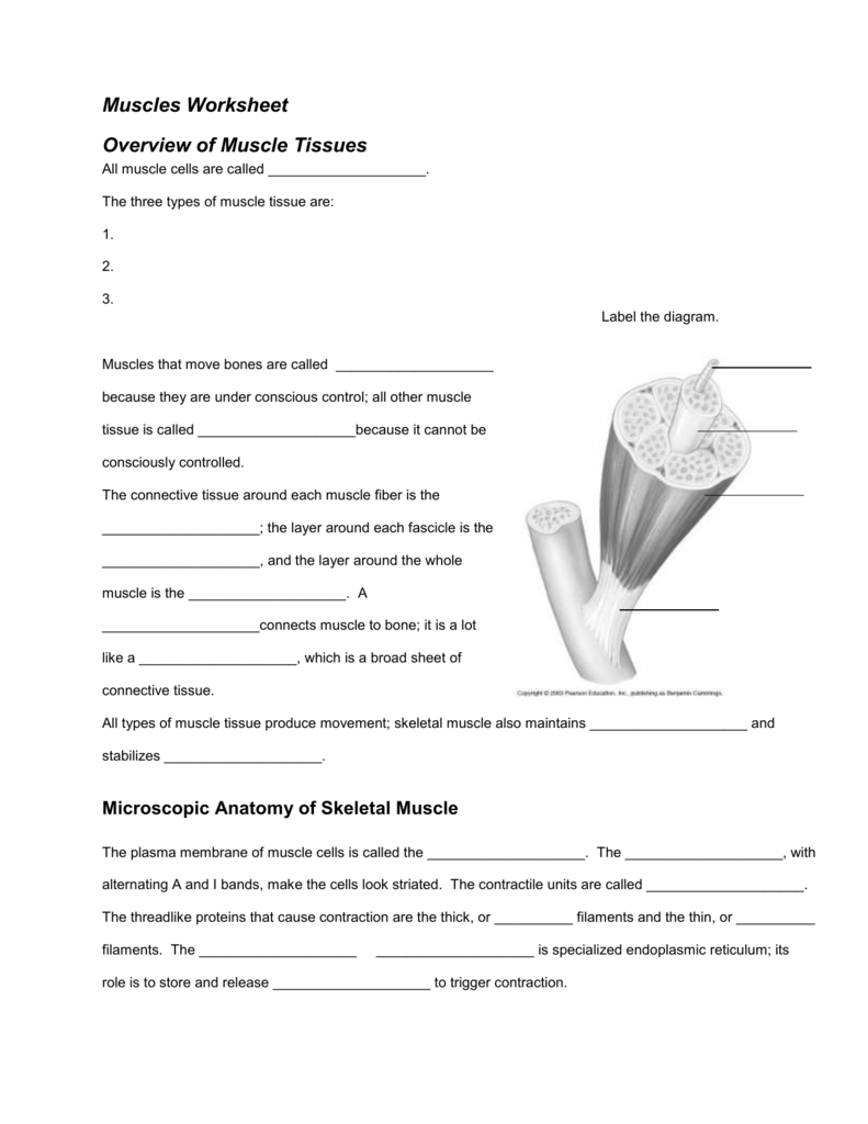 Muscles Worksheet