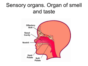 32. Sensory organs. organ of smell and taste