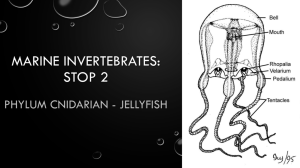 01 Jellyfish Notes