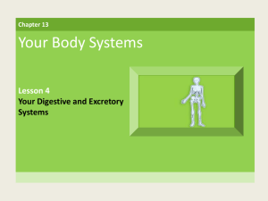 LESSON 4 Your Digestive and Excretory Systems