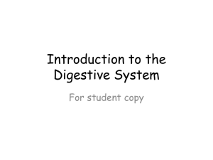 Introduction to the Digestive System