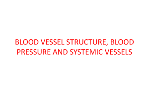 blood vessel structure, blood pressure and systemic vessels