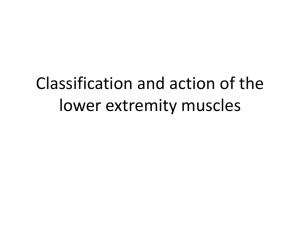 14.Classification and action of Lower extremity muscles