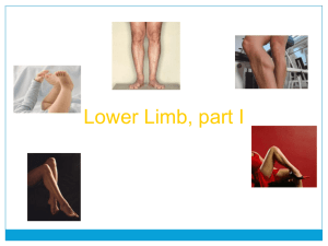 Lecture Lower limb I 2010