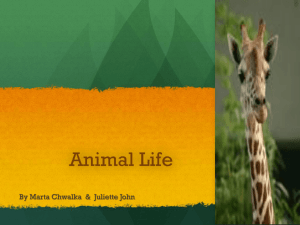 Animal Life - MyMSTWiki