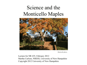 Monticello Maples