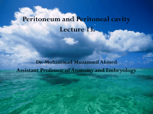The peritoneal cavity