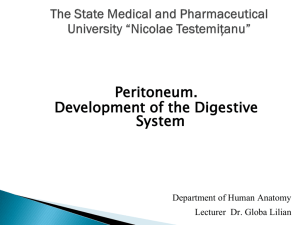 Peritoneum