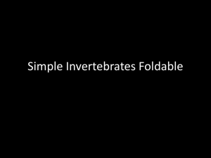 Simple Invertebrates Foldable