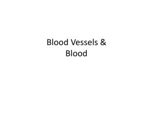 Blood Vessels & Blood Notes