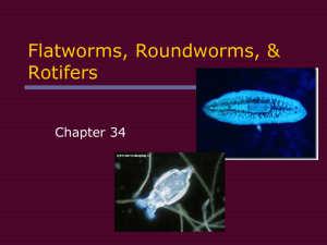 34-1 Phylum Platyhelminthes