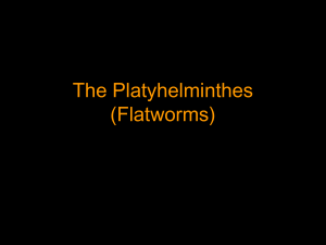 Platyhelminthes (Flatworms)