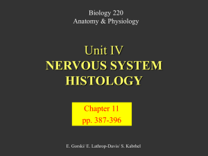 Unit IV - Nervous System Histology