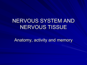 Nervous system lecture 1
