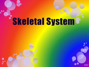 CH 6 Skeletal System