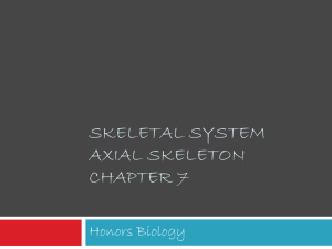 Skeletal System axial Skeleton chapter 7