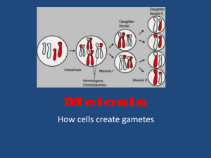 meiosis power point