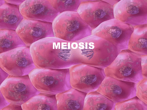 meiosis - St. Mary