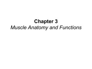 Muscle-Anatomy-and
