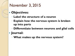 Nervous System Introduction