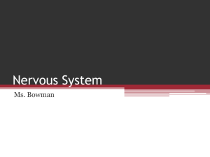 Nervous System PowerPoint