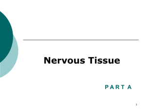 Nervous Tissue - IWS2.collin.edu