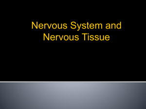 Nervous system notes - Fort Thomas Independent Schools