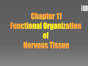 Action Potential = Nerve Impulse Consists of