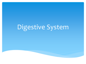 Digestive System Powerpoint